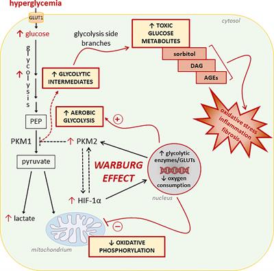 glucose to pyruvate