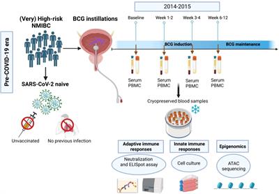 Frontiers | Intravesical BCG in bladder cancer induces innate immune ...