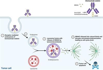 Frontiers | Brentuximab vedotin use in pediatric anaplastic large cell ...