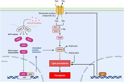 Frontiers | Ferroptosis in pulmonary fibrosis: an emerging therapeutic ...