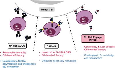 Frontiers | Natural Killer Cell Engagers (NKCEs): a new frontier in ...