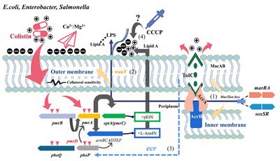 Frontiers | Role of efflux pumps, their inhibitors, and regulators in ...