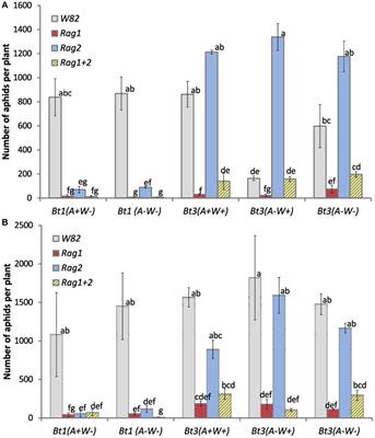 Grading scale to estimate percent feeding damage of Chinese rose beetle