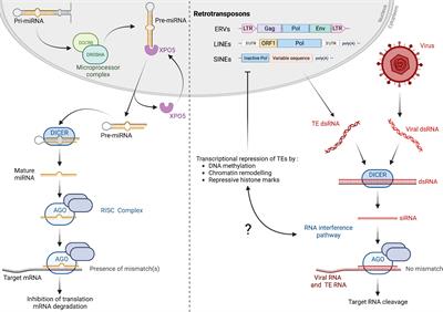 Frontiers | Interplay between RNA interference and transposable ...