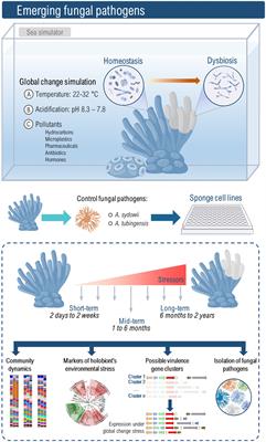 Sponge Structure and Function - Advanced ( Read ), Biology