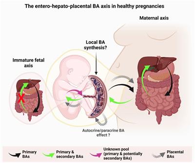 Placenta: Overview, Anatomy, Function & Complications