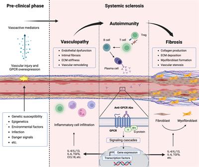 Frontiers | When natural antibodies become pathogenic: autoantibodies ...