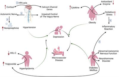 Frontiers | Association between depression and macrovascular disease: a ...