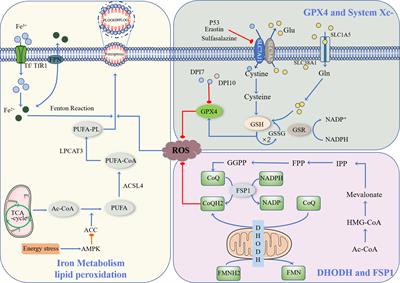 Frontiers | Ferroptosis: new insight into the mechanisms of diabetic ...