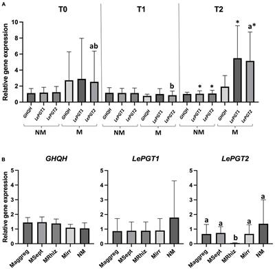 Arbuscular mycorrhizal fungi impact the production of alkannin/shikonin and  their derivatives in Alkanna tinctoria Tausch. grown in semi-hydroponic and  pot cultivation systems - Frontiers