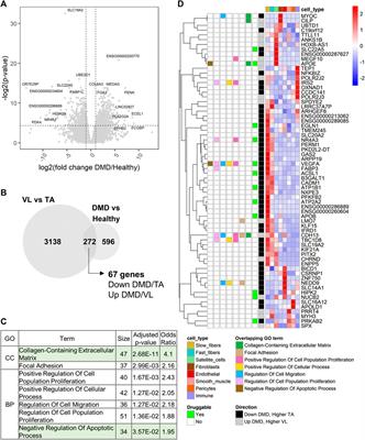 Frontiers | Transcriptomic analysis of paired healthy human skeletal ...