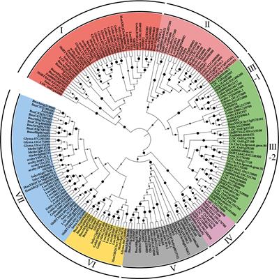 Frontiers | Genome-wide characterization of the soybean DOMAIN OF ...