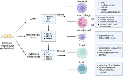 Frontiers | Advances in the study of B cells in renal ischemia ...