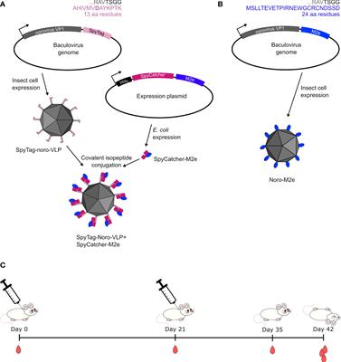 Frontiers | SpyTag/SpyCatcher display of influenza M2e peptide on ...