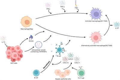 Frontiers | Mechanisms of tumor-associated macrophages affecting the ...