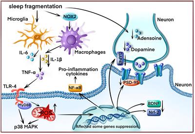 Frontiers | Summary of drug therapy to treat cognitive impairment ...