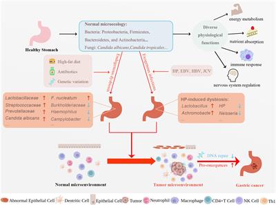 Frontiers | The role of microbiota in the development and treatment of ...