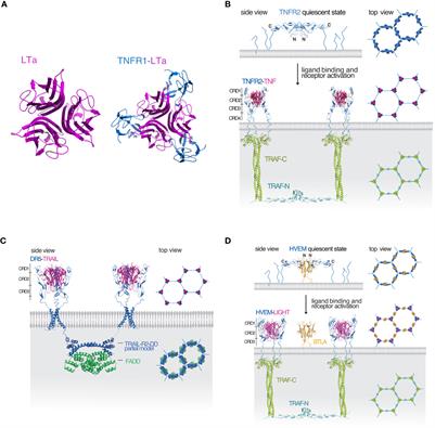 Frontiers | The benefits of clustering in TNF receptor superfamily ...