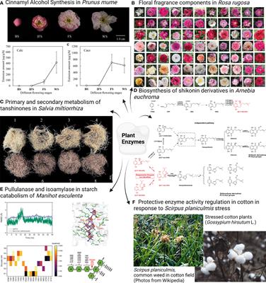 Frontiers  Editorial: Advances in metabolism and chemodiversity - focus -  plant enzymes