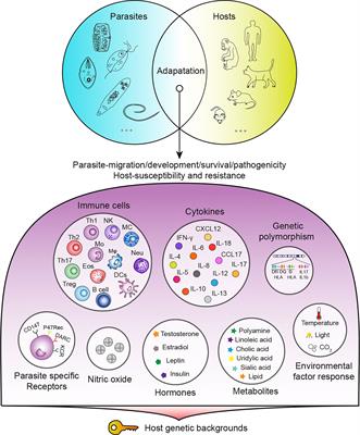 Transcriptional patterns of sexual dimorphism and in host developmental  programs in the model parasitic nematode Heligmosomoides bakeri, Parasites  & Vectors