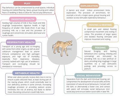 Position of calves in calf-mother pairs. (A) The distribution of