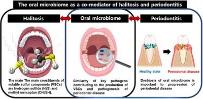 Frontiers  Oral microbiome as a co-mediator of halitosis and  periodontitis: a narrative review