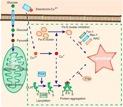 Frontiers | Exploring cuproptosis as a mechanism and potential ...