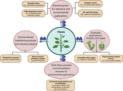 From nature to industry: Harnessing enzymes for biocatalysis