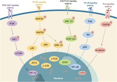 Frontiers | Advances of the small molecule drugs regulating fibroblast ...