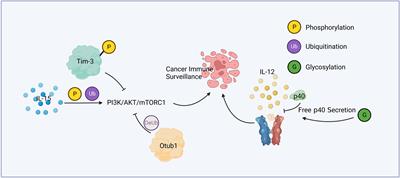 Translational Control of Immune Evasion in Cancer: Trends in Cancer