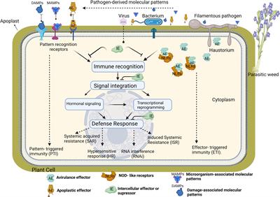 Frontiers | Genome editing for healthy crops: traits, tools and impacts