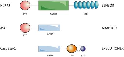 Therapeutic modulation of inflammasome pathways - Chauhan - 2020