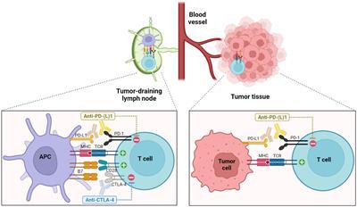 Frontiers | Mechanisms underlying response and resistance to immune ...