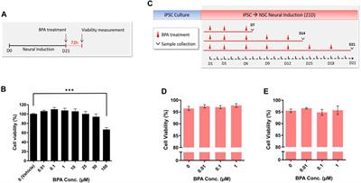 Frontiers  Proteomics and disease network associations evaluation of  environmentally relevant Bisphenol A concentrations in a human 3D neural  stem cell model