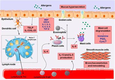 Frontiers | A review of the pathophysiology and the role of ion ...