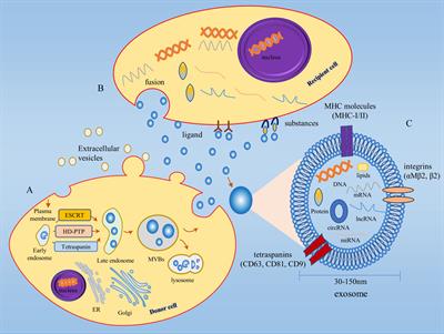 Frontiers | Regulatory mechanism and promising clinical application of ...