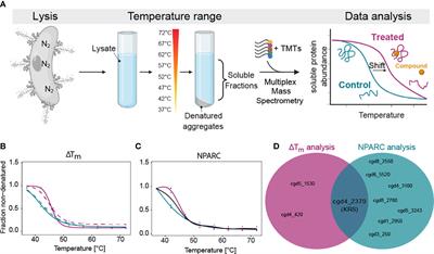 Identification of and Structural Insights into Hit Compounds Targeting  N-Myristoyltransferase for Cryptosporidium Drug Development