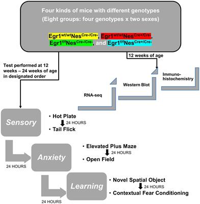 Frontiers  Sex linked behavioral and hippocampal transcriptomic changes in  mice with cell-type specific Egr1 loss