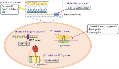 NTM drug discovery: status, gaps and the way forward - ScienceDirect