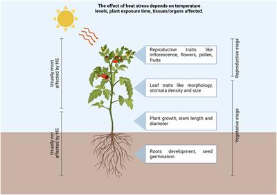 Frontiers | Tomato plant response to heat stress: a focus on candidate ...