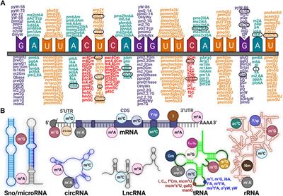 Frontiers  EBV Exploits RNA m6A Modification to Promote Cell Survival and  Progeny Virus Production During Lytic Cycle