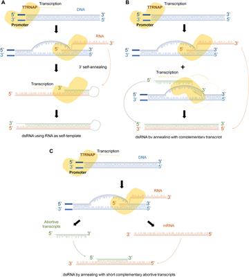 Frontiers | Purification of linearized template plasmid DNA decreases ...