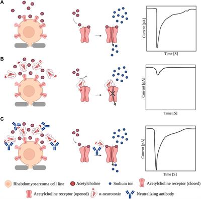 Frontiers | From squid giant axon to automated patch-clamp ...