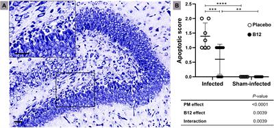 Uncovering the neuroprotective effect of vitamin B12 in   Frontiers 