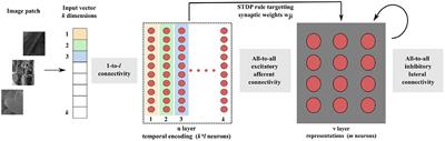 Frontiers  New insights on single-neuron selectivity in the era