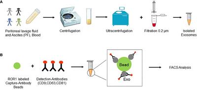 Frontiers | Exosomal ROR1 in peritoneal fluid identifies peritoneal ...