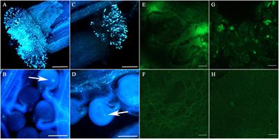 Frontiers | Paternal chromosome elimination of inducer triggers ...