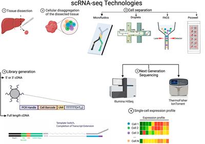 Frontiers  Single-cell detection of primary transcripts, their