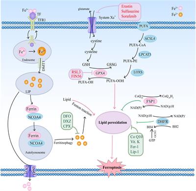 Frontiers | Current progress of ferroptosis in cardiovascular diseases