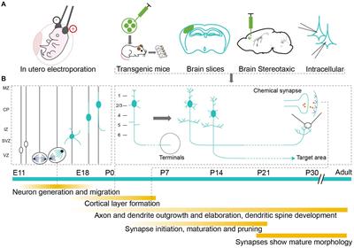 Frontiers  New insights on single-neuron selectivity in the era